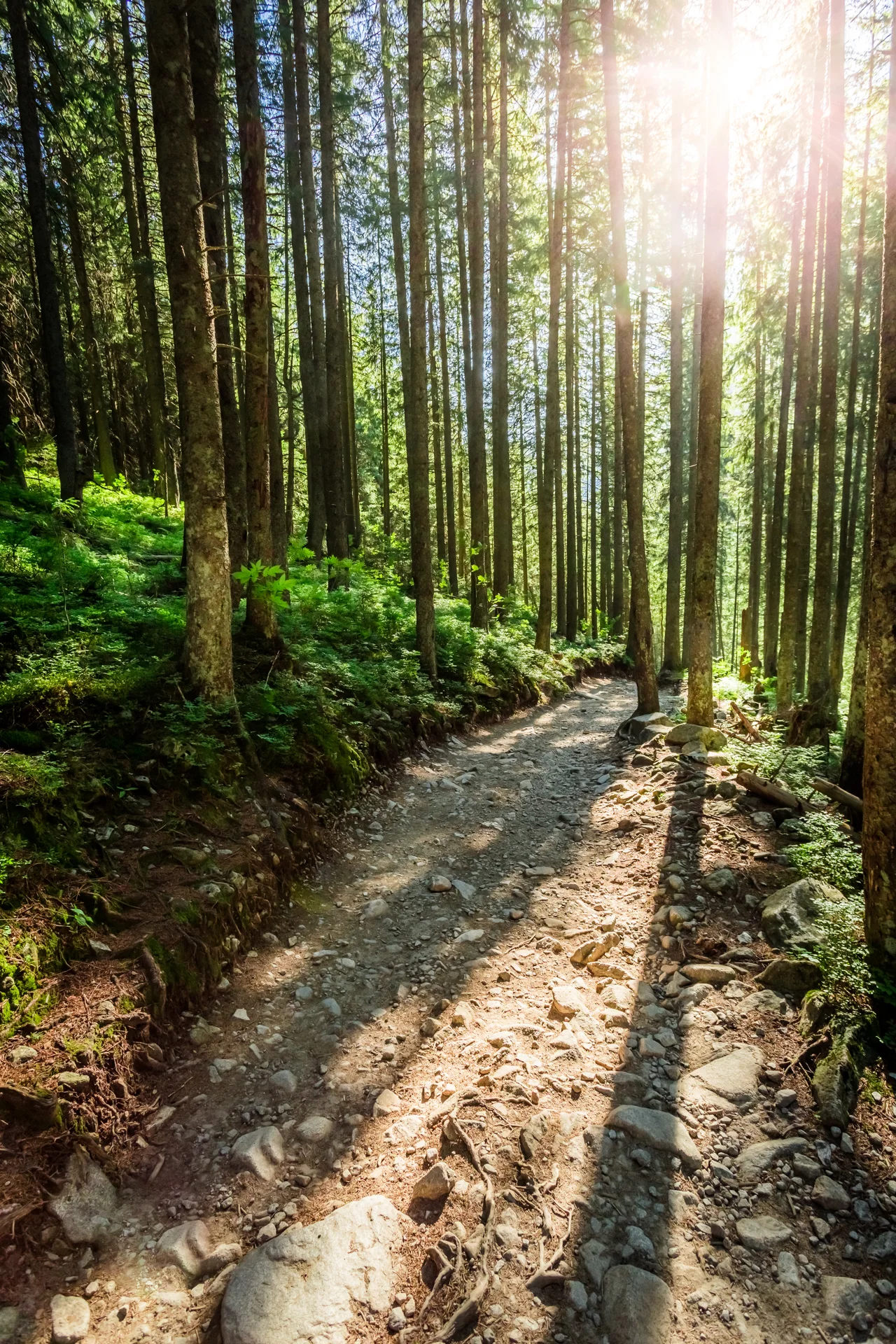 Sunlight on a wooded walking path